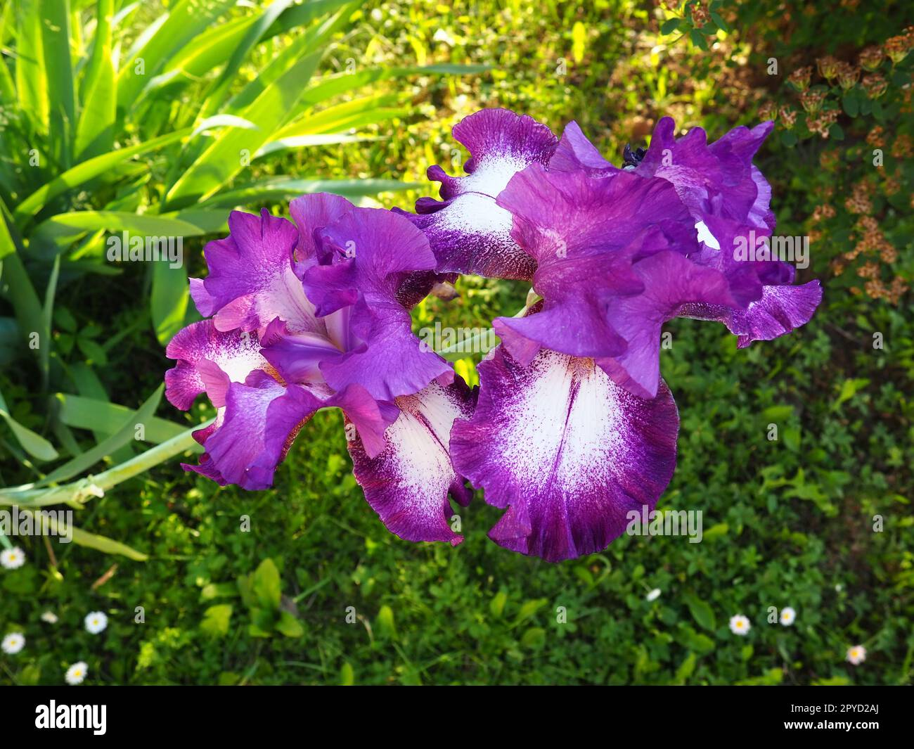Primi piani con splendidi fiori di Iris colorati. Fiori di viola in estate. Due bellissimi fiori su uno stelo. Foglie verdi. Botanica, vegetazione, floricoltura e giardinaggio Foto Stock