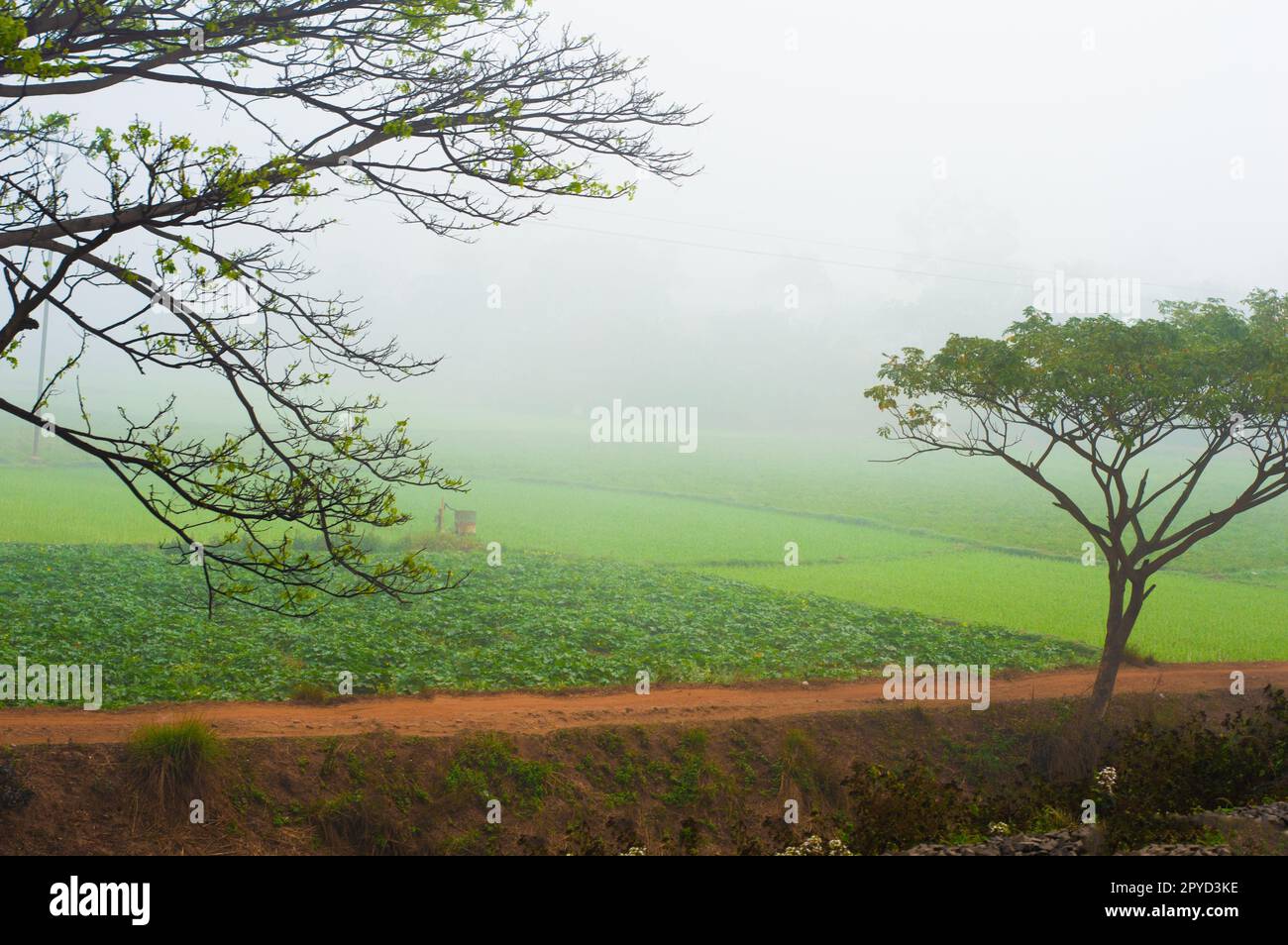 Un brach di albero in primo piano che incornicia un bellissimo paesaggio rurale con strade e campi agricoli verdi e cielo nebbioso sullo sfondo. Paesaggio invernale. Foto Stock