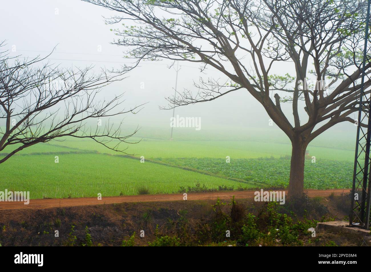 Albero in primo piano che incornicia un verde campo agricolo e cielo nebbioso sullo sfondo. Foto Stock