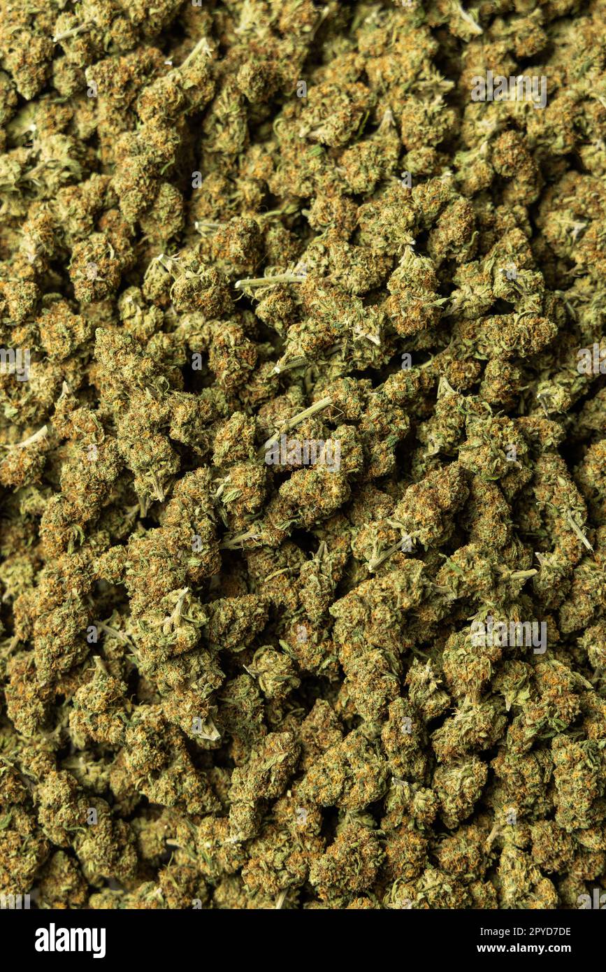 Boccioli di marijuana e infiorescenze pronte per la vendita, vista dall'alto Foto Stock