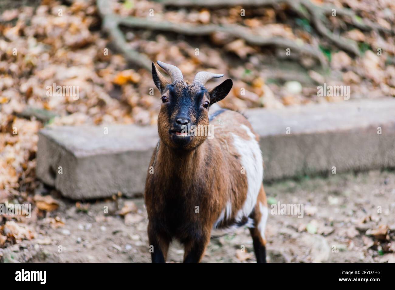 L'ariete maneggiato mangia fieno, animale nello zoo, corna grandi arrotondate di un ariete. Foto Stock