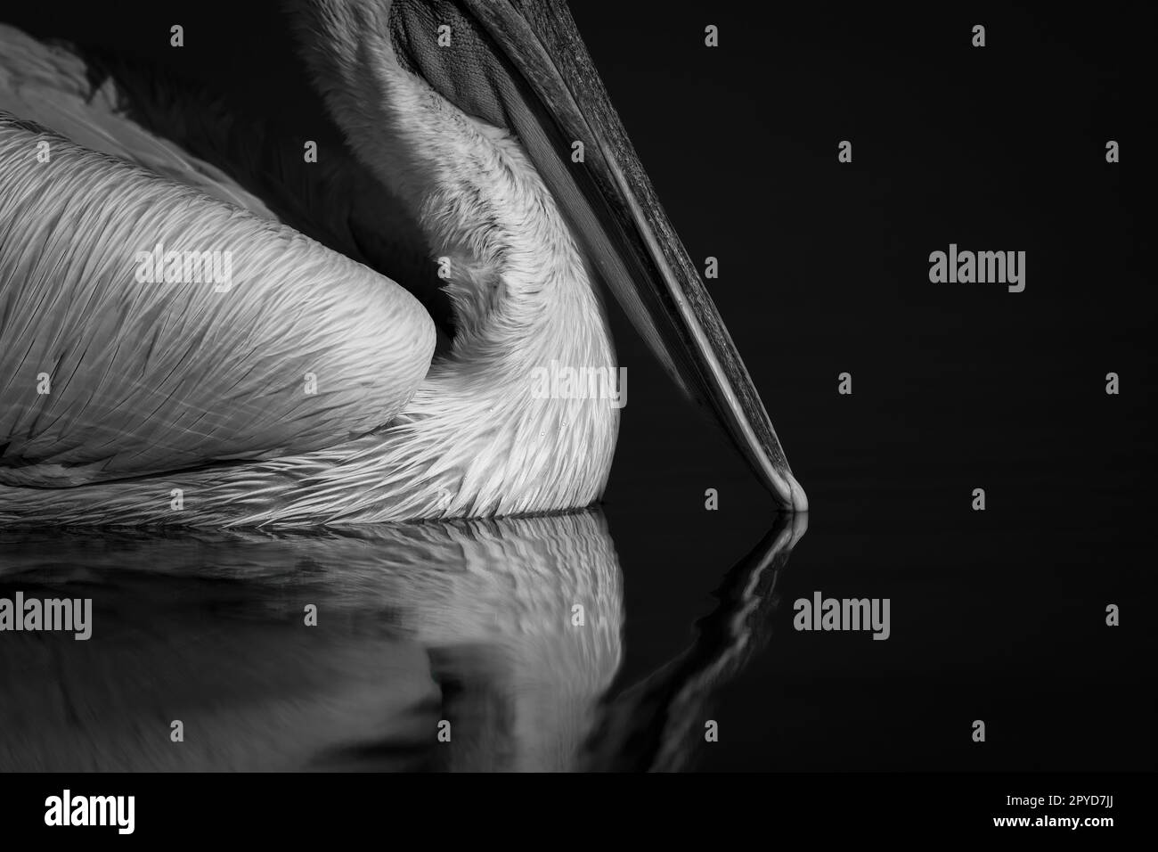 Primo piano mono di becco pelicano che tocca l'acqua Foto Stock