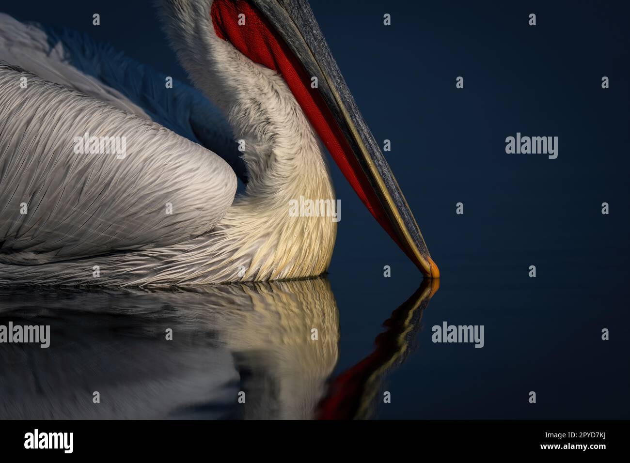 Primo piano dell'acqua che tocca il becco pelicano della Dalmazia Foto Stock
