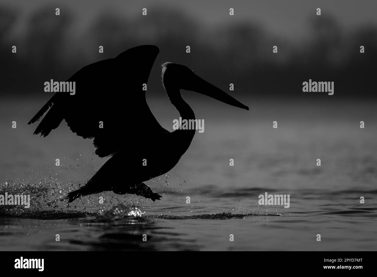 Luppolo pellicano mono attraverso il lago all'alba Foto stock - Alamy