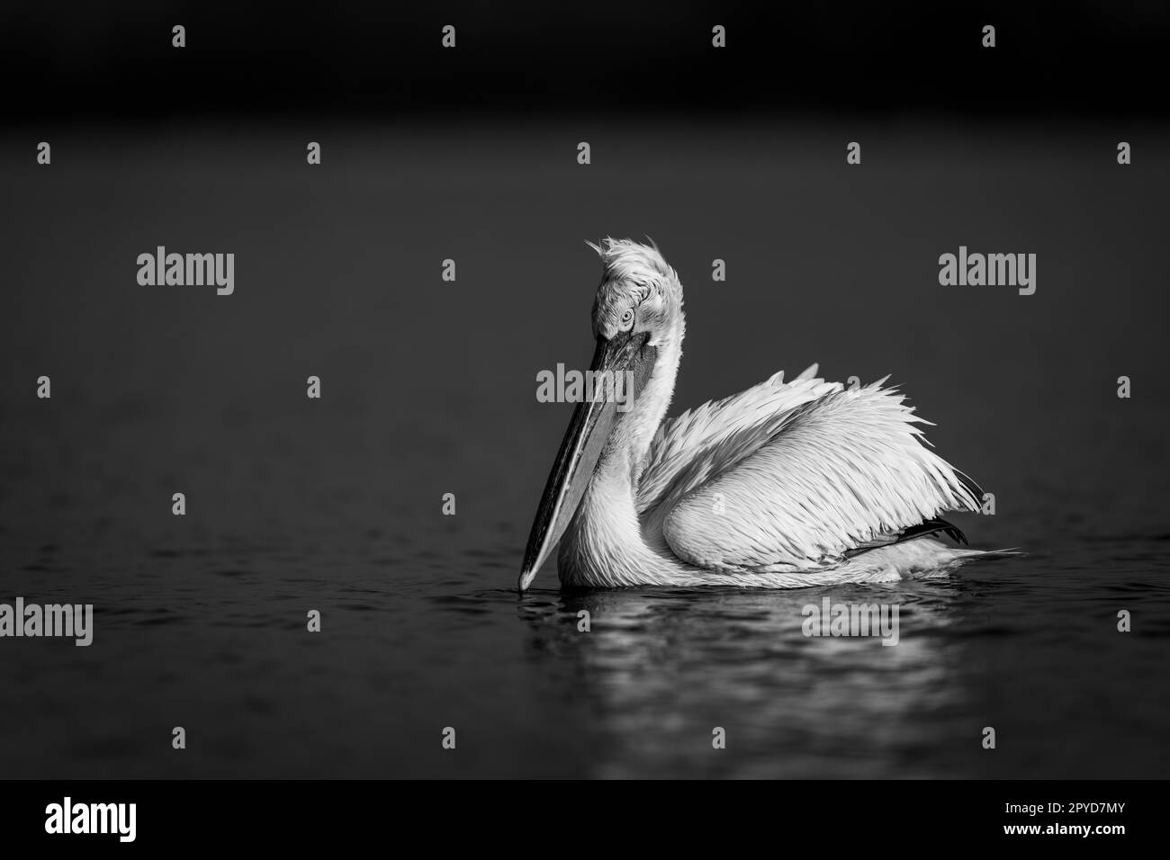 Crispus pellicano Foto e Immagini Stock in Bianco e Nero - Alamy