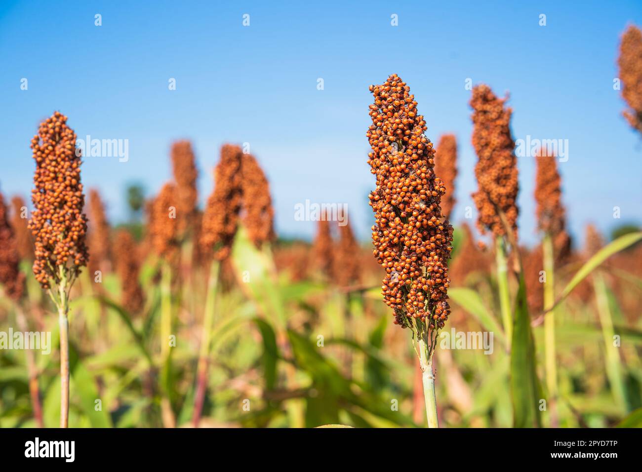 Sorgo o Millet agente campo sfondo blu cielo Foto Stock