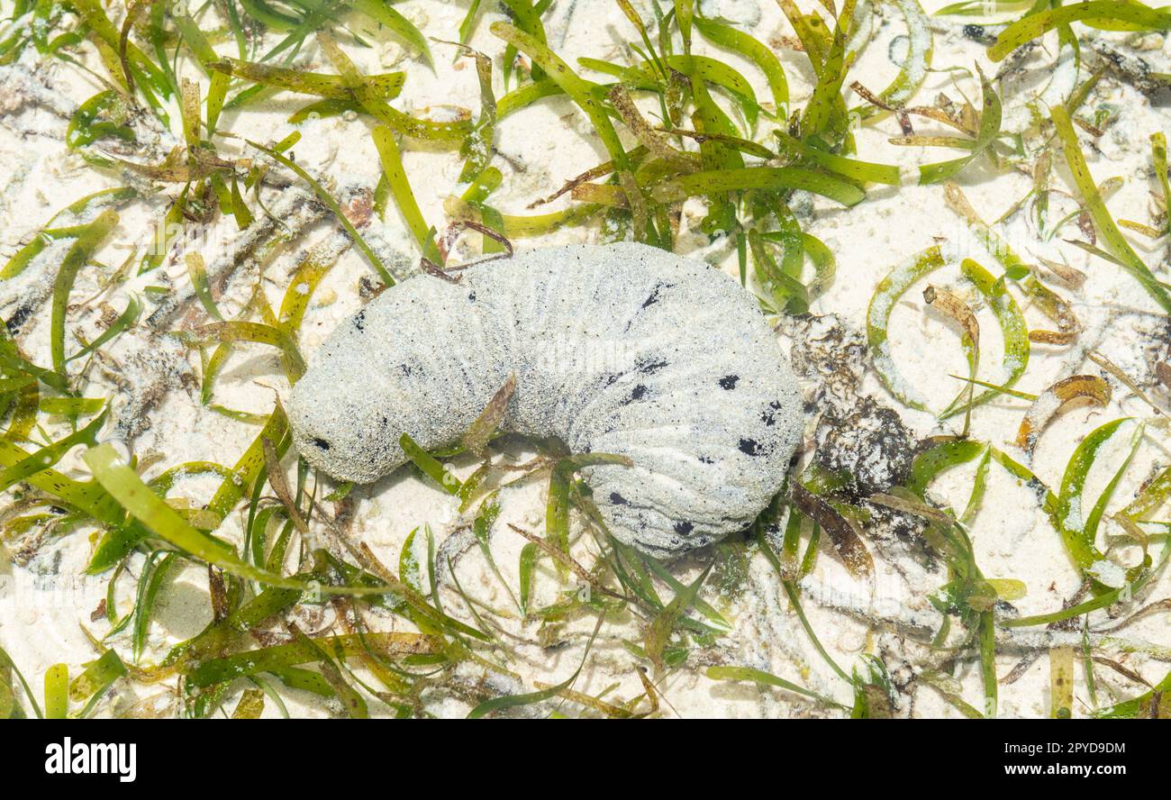 Cetriolo sul pavimento del mare. Foto Stock
