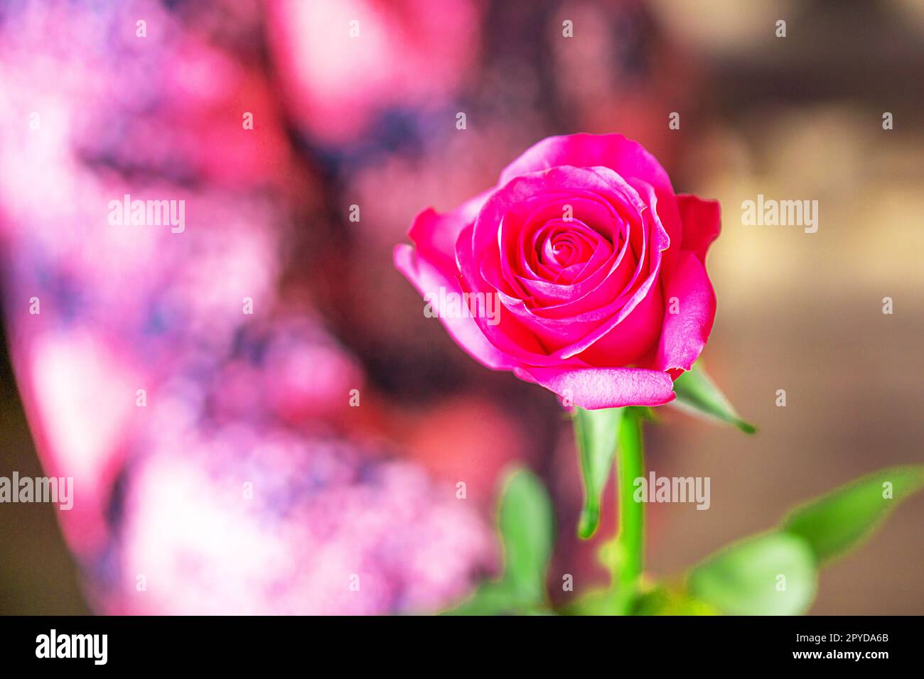 Una bambina che tiene un fiore di rosa. Concetto di infanzia e persone. La giornata delle madri o dei padri felici. Foto di alta qualità. Foto Stock