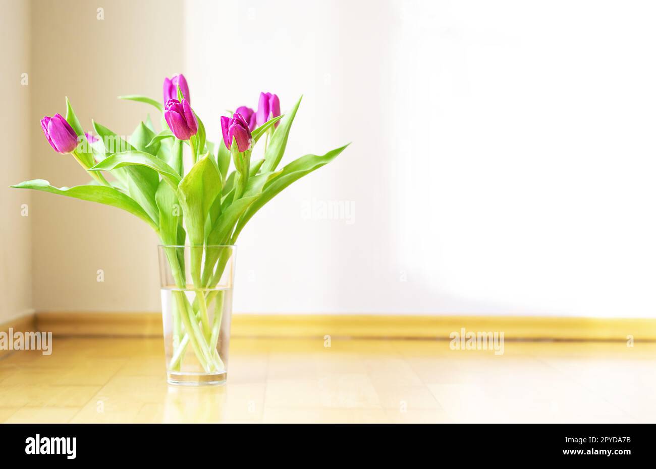 Bellissimo bouquet fresco con tulipani magenta in vaso di vetro sotto la luce solare brillante su sfondo bianco. Fiori primaverili al mattino in interni. Copia spazio. Foto di alta qualità. Foto Stock