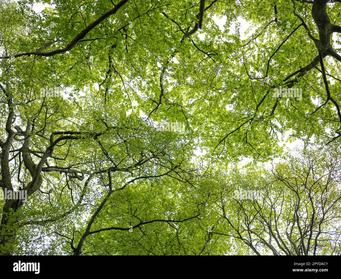 Il Phoenix Park nella città di Dublino, Irlanda. Foto Stock