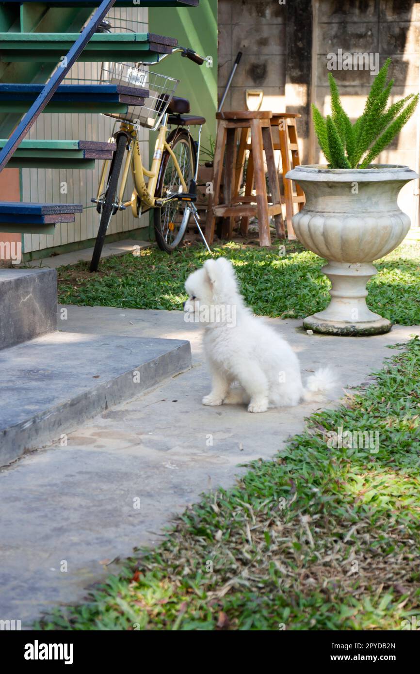 Piccolo cane bianco con pelliccia soffice Foto Stock