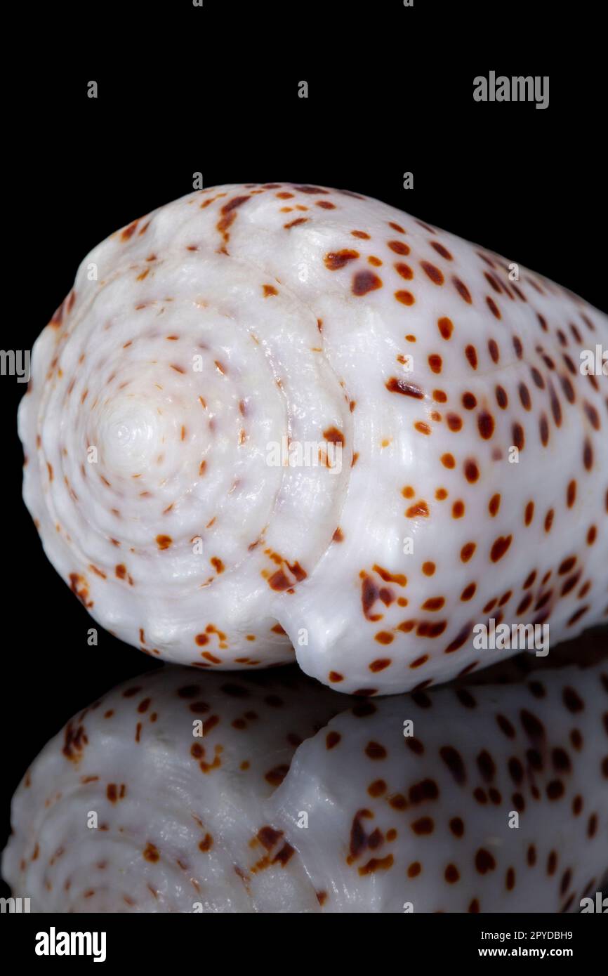 Conidae, conchiglia di mare a chiocciola singola, isolata su sfondo nero, riflessione a specchio Foto Stock