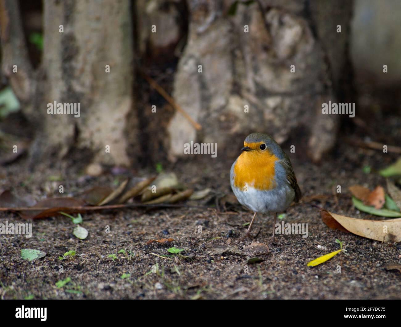 Il pettirosso, Erithacus rubecula, è un frequentatore della pineta e del sottobosco. Molto confidente nidifica in buchi o spaccature di alberi ;Sassa Foto Stock