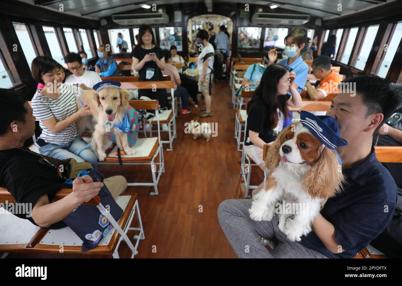 249 persone e 142 cani partecipano alla 'spedizione CANE' organizzata dalla Società per la prevenzione della crudeltà verso gli animali (Hong Kong) (SPCA) 'SPEDIZIONE CANE' in collaborazione con Star Ferry il 29 aprile. Si trova a 45 minuti di traghetto dal porto di Victoria, partendo dal centro. 29APR23 SCMP / Xiaomei Chen Foto Stock