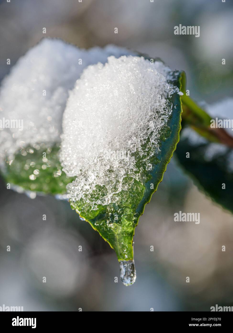 tiime invernale in un giardino tedesco Foto Stock
