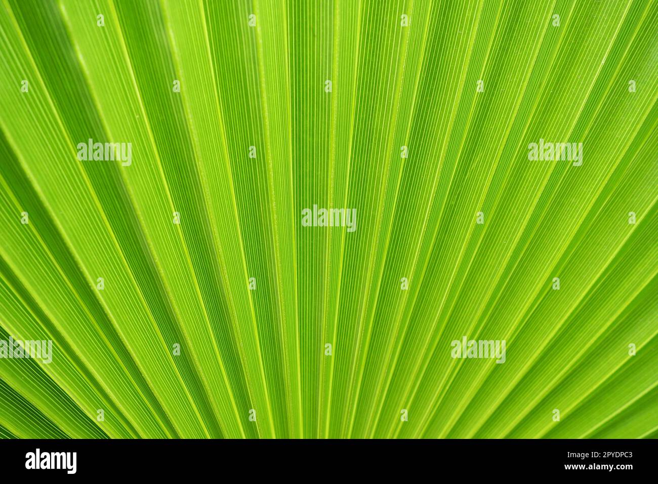La trama delle foglie di palma è caratterizzata da ombre e luci. Foglie di palma di colore verde e giallo chiaro. Splendido sfondo tropicale. Turismo balneare estivo. Foglie pieghettate. Foto Stock