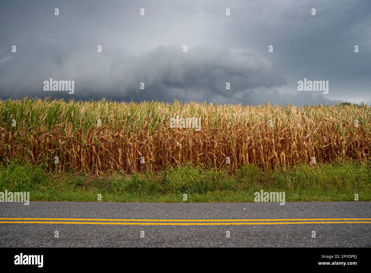 Strada di campagna e campo di mais in tarda estate sotto il cielo oscuro Foto Stock