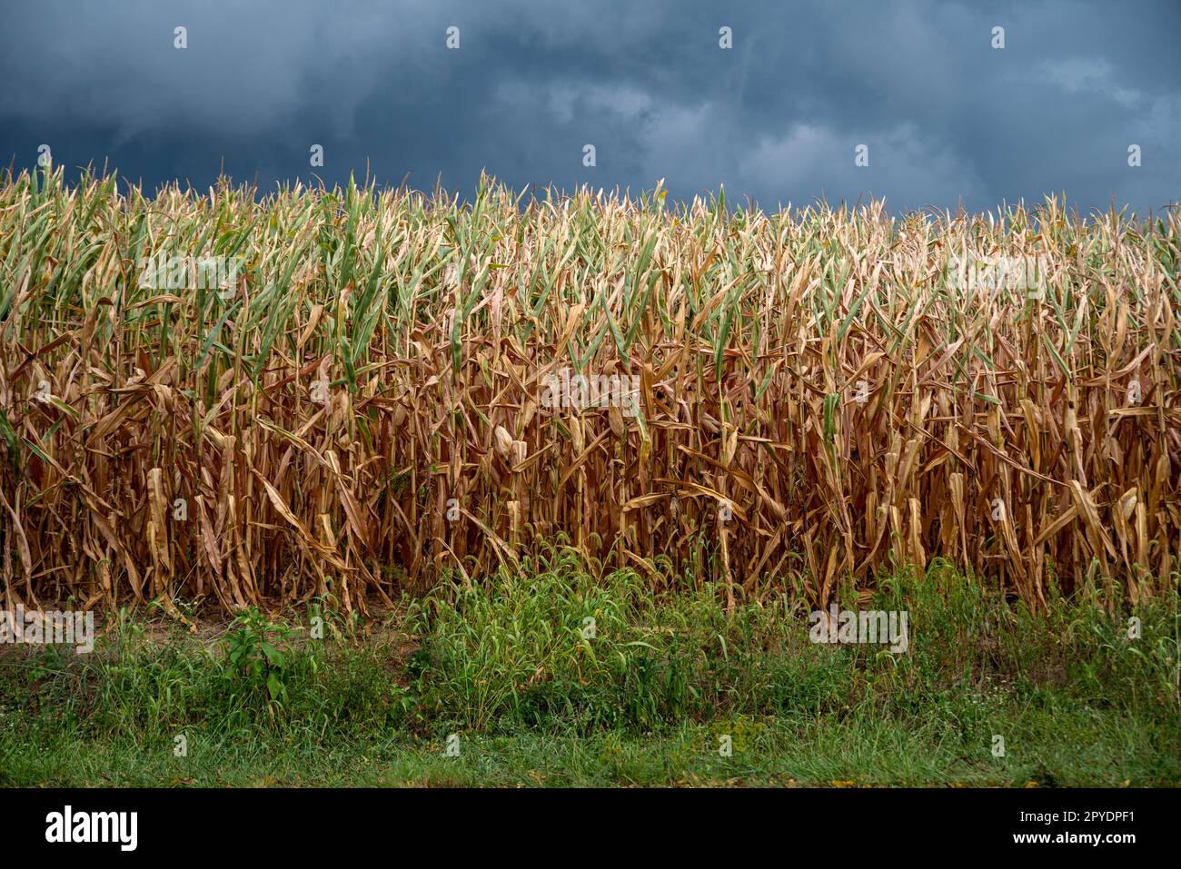 Primo piano di gambi di mais maturi in un campo agricolo sotto un cielo nuvoloso e scuro Foto Stock