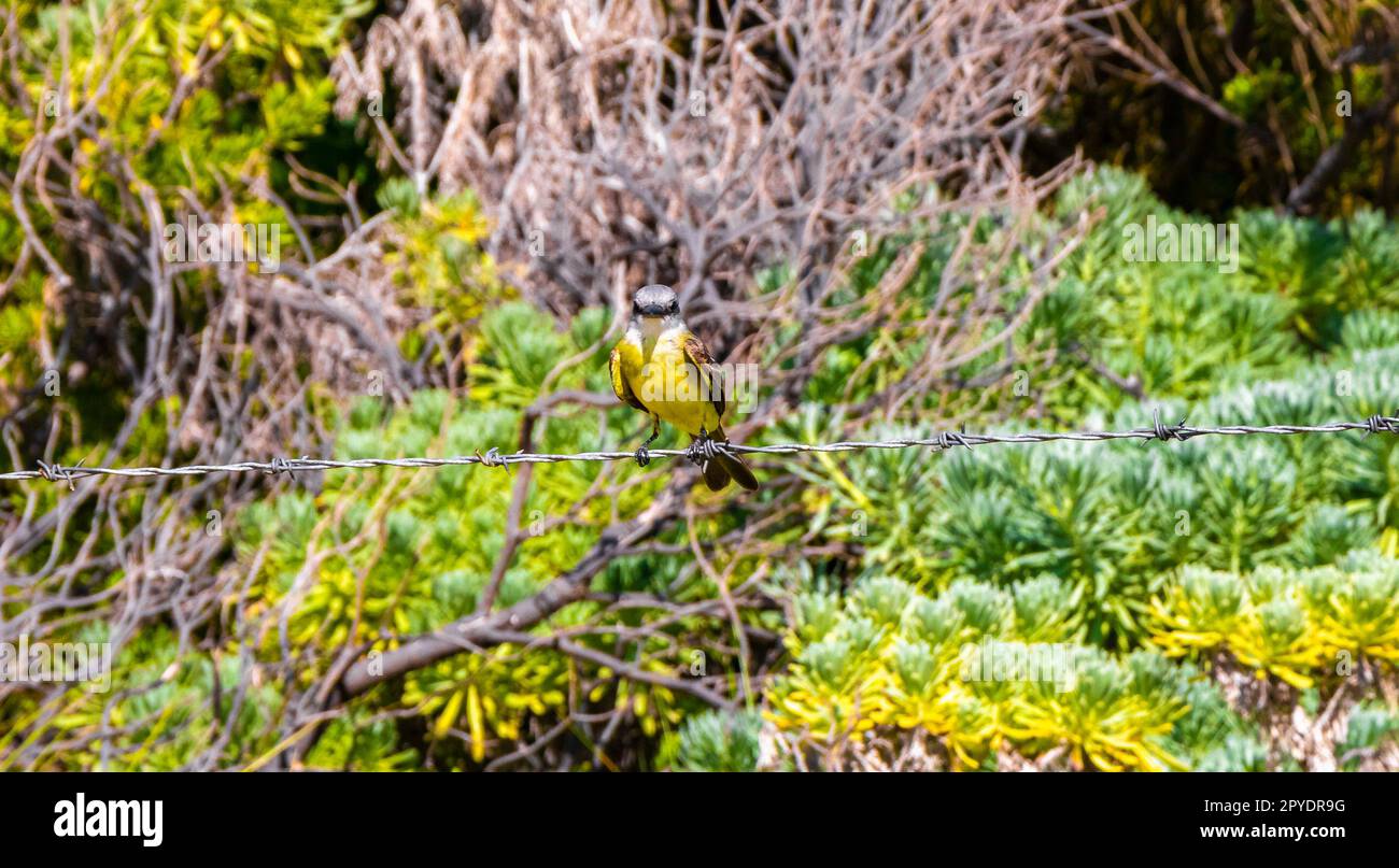 Grande kiskadee seduto sulla recinzione nella giungla tropicale dei Caraibi. Foto Stock