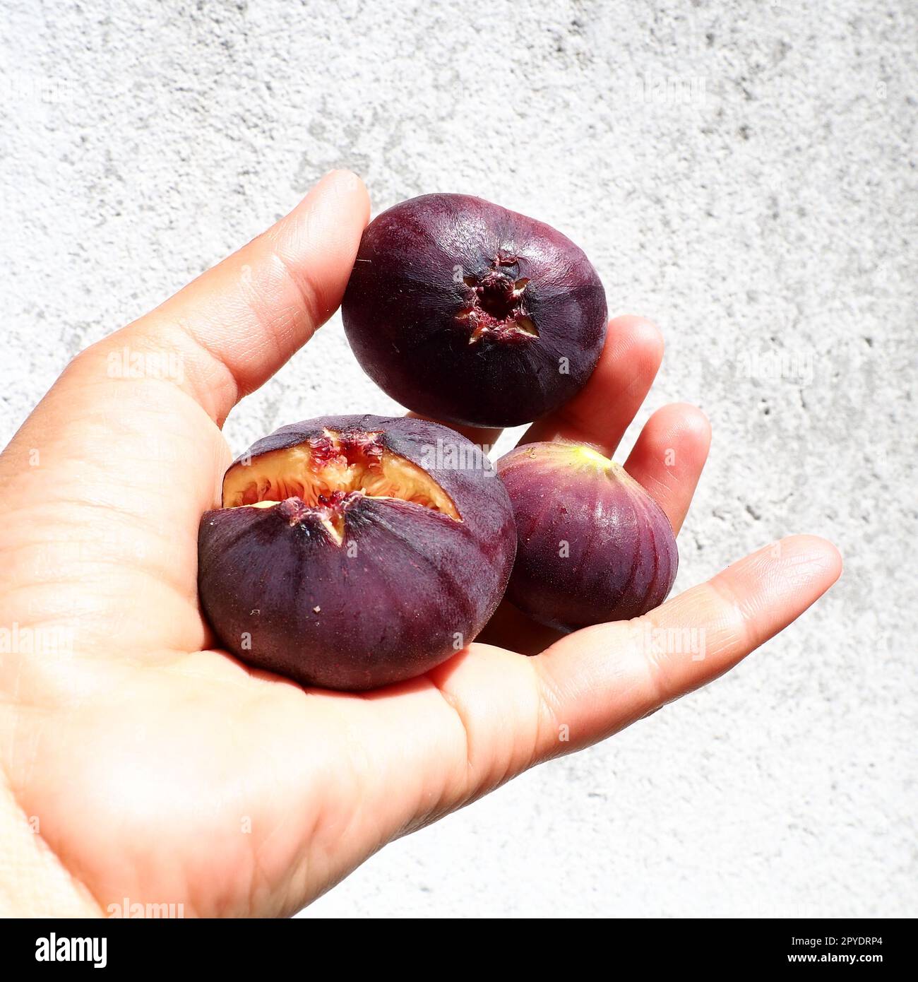 Il fico o o albero di fico comune, o Ficus carica è una pianta decidua subtropicale del genere Ficus della famiglia dei gelsi. Cibo sano. Frutti di fico viola maturi nel palmo della mano della donna. Foto Stock