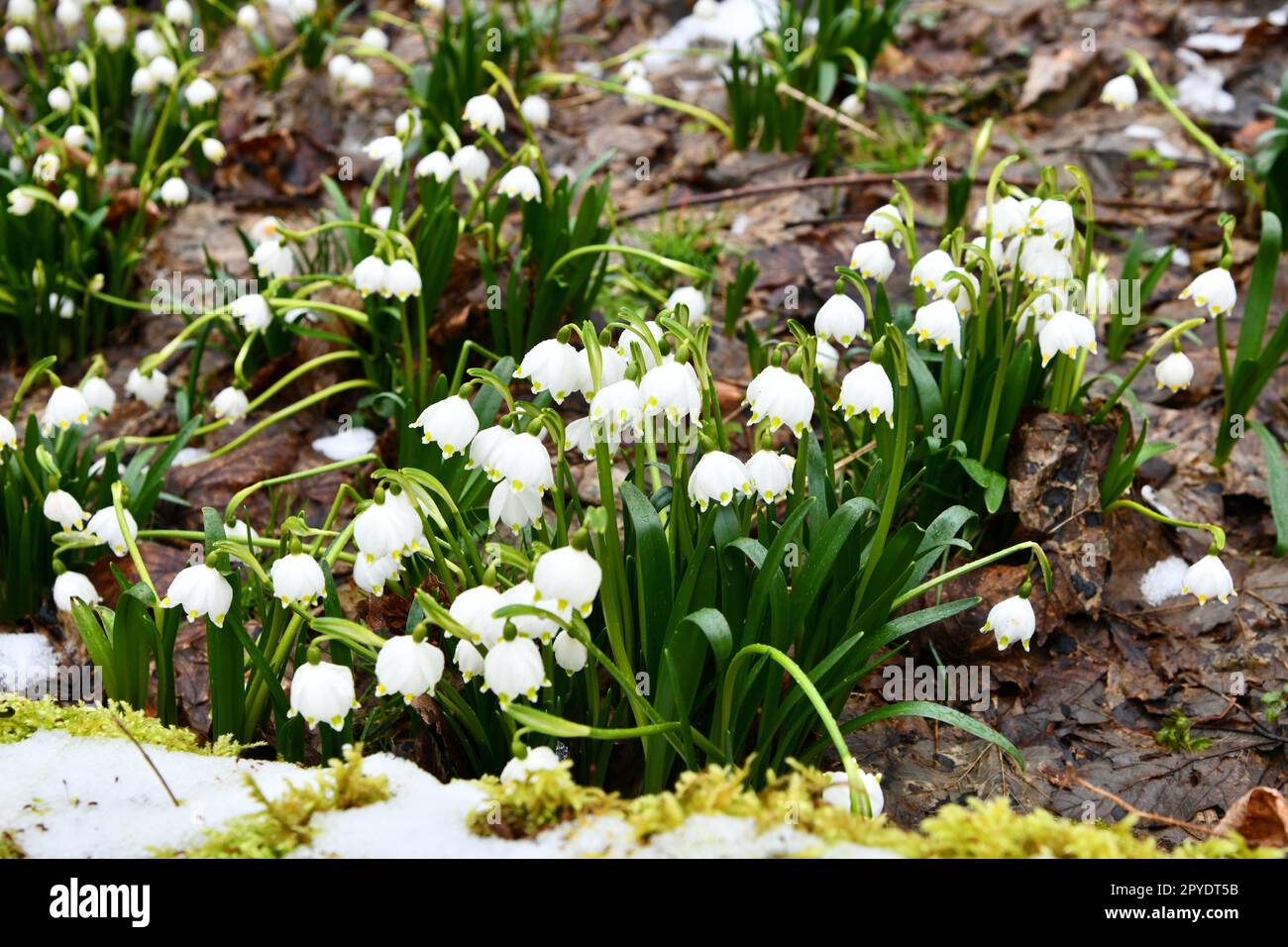 fiocchi di neve in fiore su un pavimento di foresta umido Foto Stock