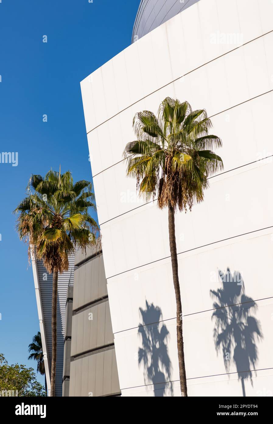 Palm Trees Shadows Foto Stock