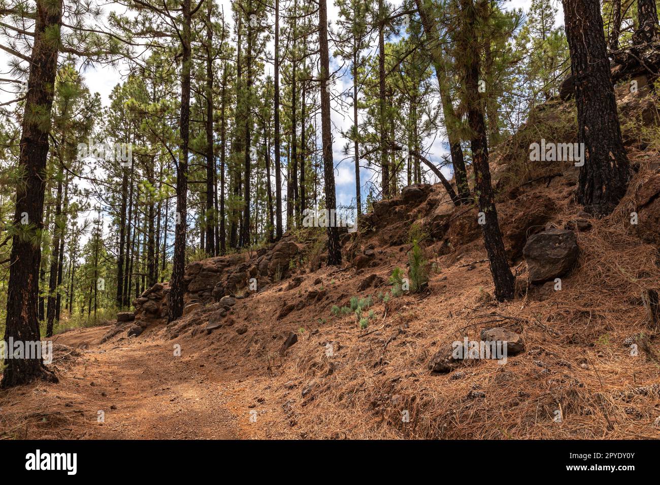Sentiero forestale vicino a Vilaflor Foto Stock