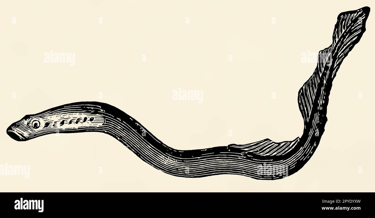 Il pesce d'acqua dolce - lampreda europea del fiume (Lampetra fluviatilis). Antica illustrazione stilizzata. Foto Stock