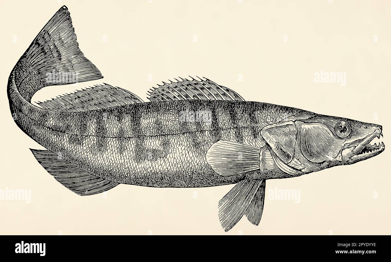 Il pesce d'acqua dolce - zander (Sander lucioperca). Antica illustrazione stilizzata. Foto Stock