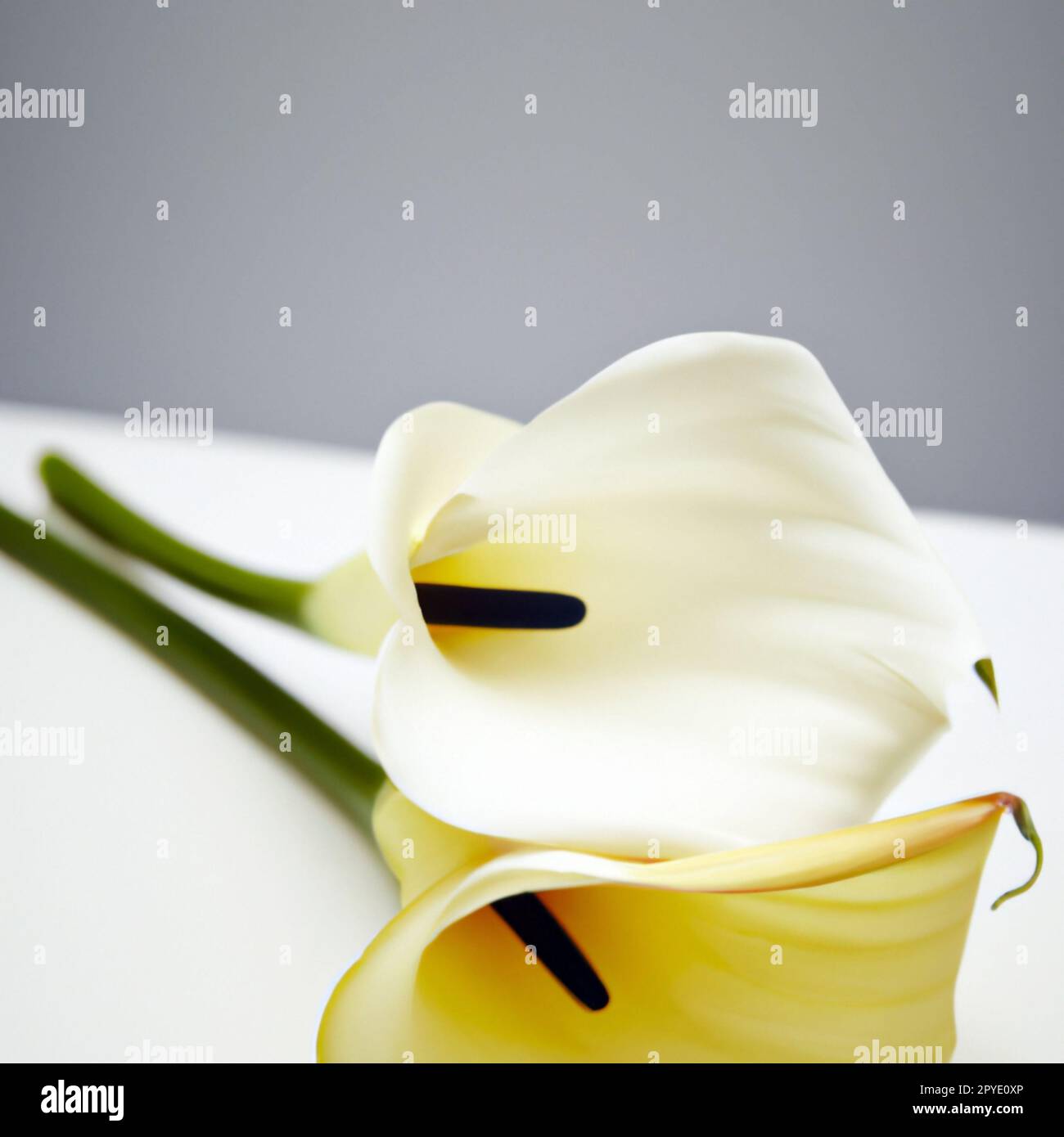 Graziosa e tenera callas bianca con foglie verdi. Biglietto d'auguri o etichetta per il prodotto con fragranza di giglio calla. Zantedeschia, calla. Pistil-Cob Foto Stock