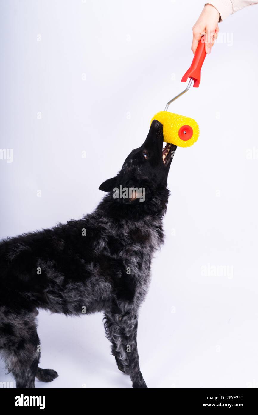 Uomo dipingere il suo cane facendo lavori di ristrutturazione in camera. Buon rapporto tra un cane e il suo proprietario Foto Stock