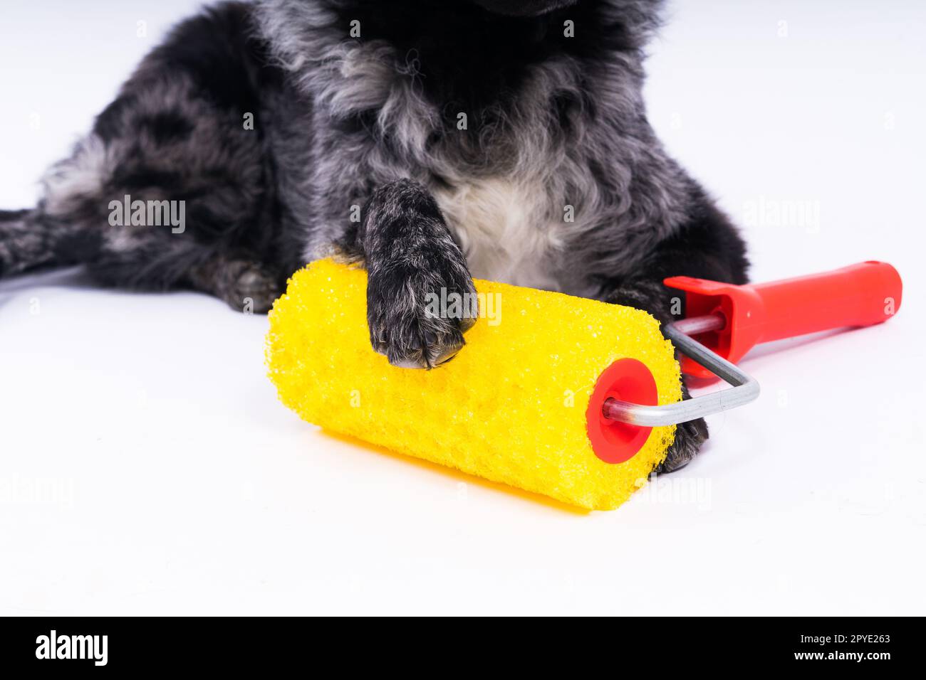 Uomo dipingere il suo cane facendo lavori di ristrutturazione in camera. Buon rapporto tra un cane e il suo proprietario Foto Stock