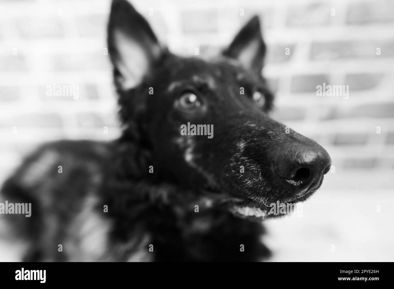Ritratto di cane riccio nero in studio, in posa, sorridente Foto Stock