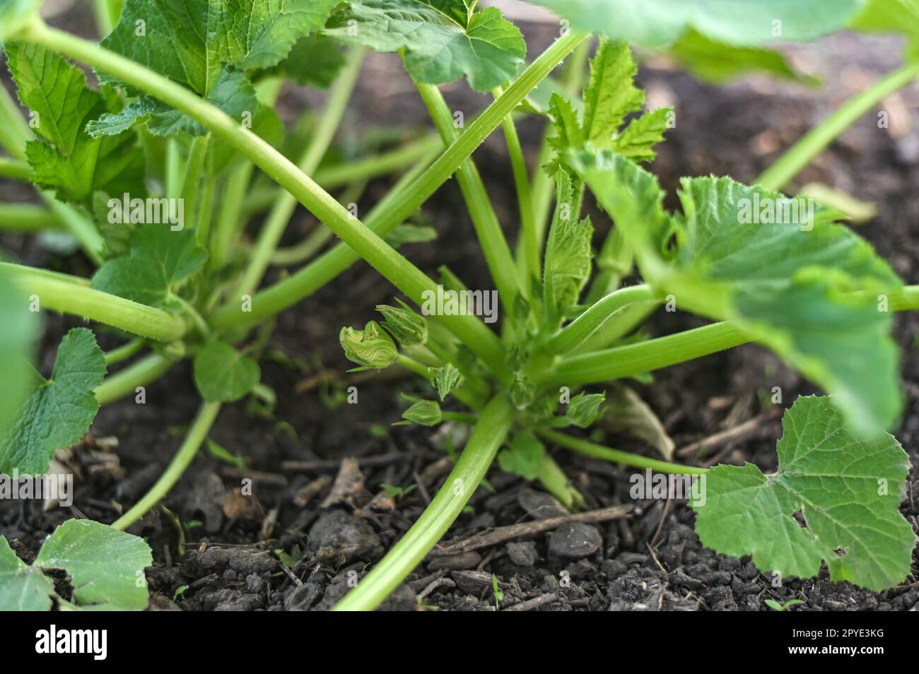 Giovane piantina di zucchine o zucchine in giardino. primo piano Foto Stock