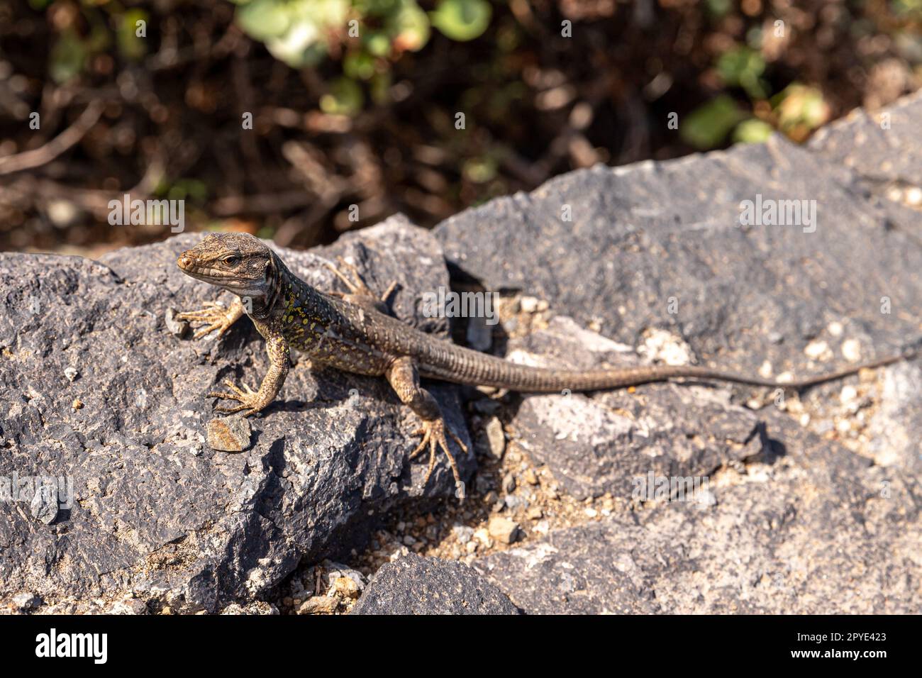 Curiosa lucertola su un muro sulla strada per Benijo Foto Stock