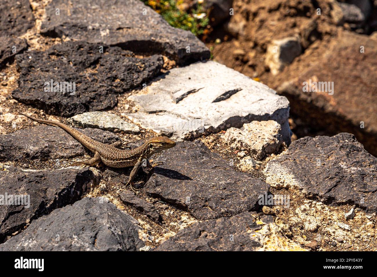 Lizard su un muro a Playa de Benijo Foto Stock