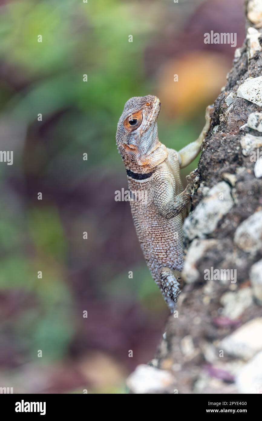 Madagascar Swift di Cuvier (Oplurus cuvieri), Tsingy de Bemaraha. Fauna selvatica del Madagascar Foto Stock