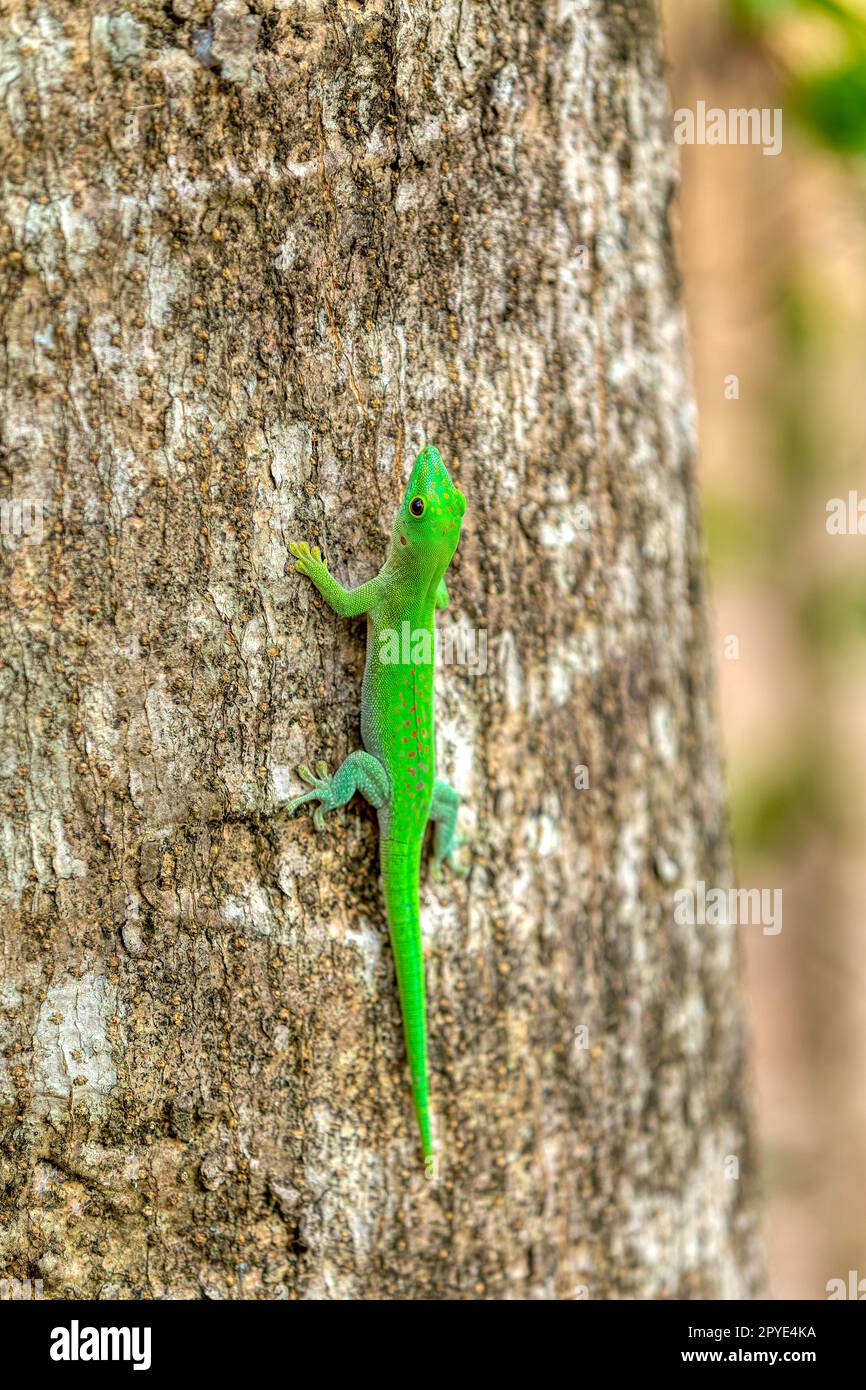 Giorno dei Koch Gecko, Phelsuma kochi, Ankarafantsika Parco Nazionale Madagascar fauna selvatica Foto Stock