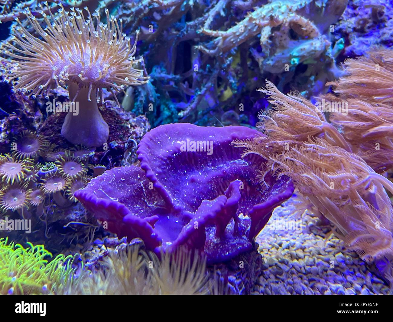 Coralli, anemoni, creature in un acquario marino. Foto Stock