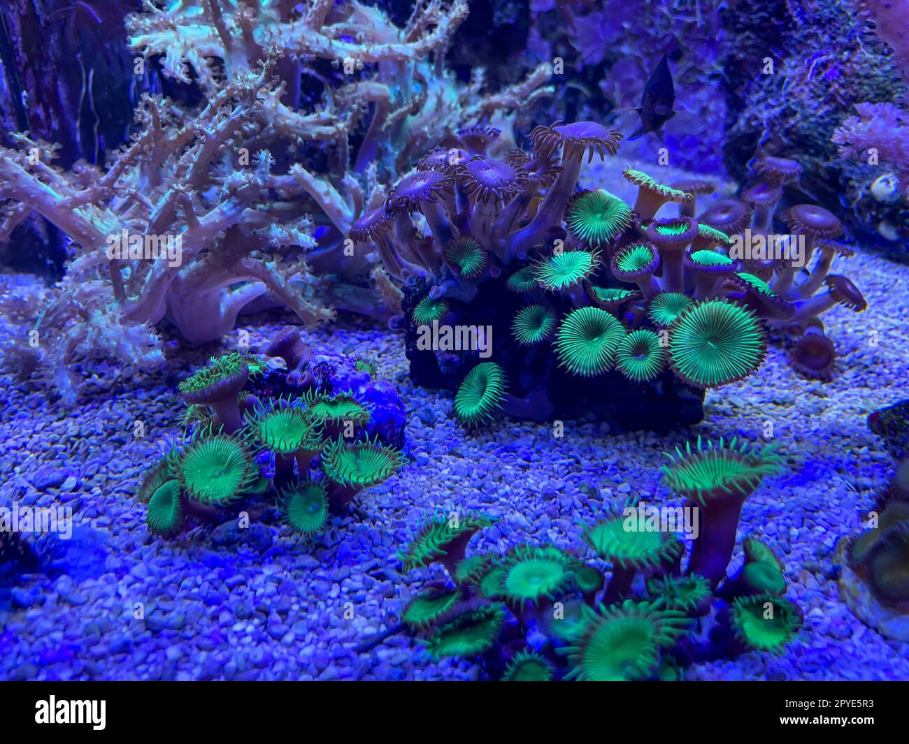 Coralli, anemoni, creature in un acquario marino. Foto Stock