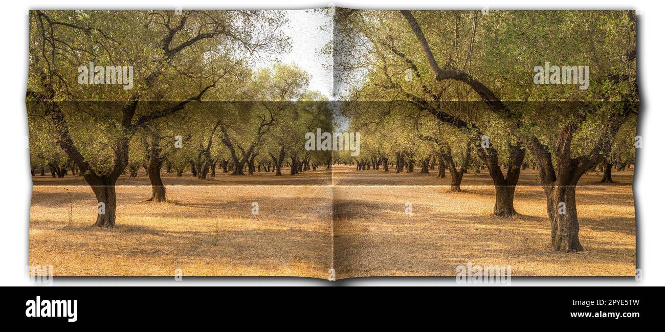 Immagine creativa dell'olivo. Design vintage, sfondo naturale Foto Stock