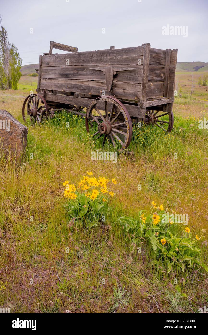 Un vecchio carro di legno presso lo storico Dalles Mountain Ranch vicino a Lyle, nella contea di Klickitat, Washington, USA, con fiori di Balsamroot in primo piano. Foto Stock