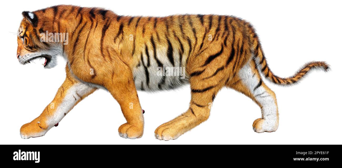 3D rendering di un big cat tiger isolati su sfondo bianco Foto Stock