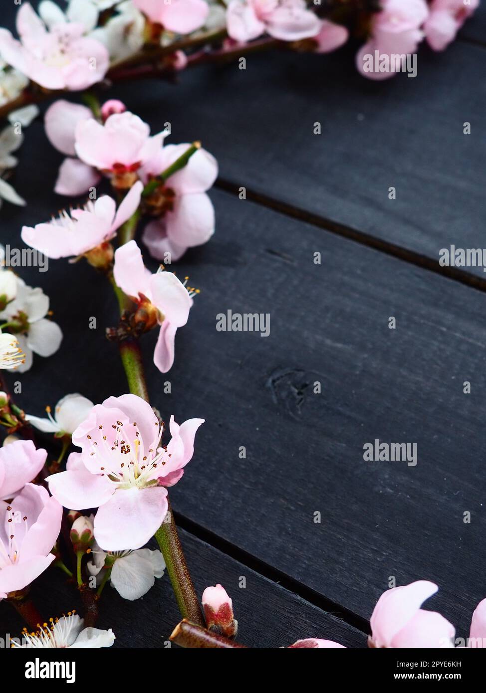 Ramoscelli con fiori rosa di mela o pesca su tavole nere. Infiorescenze delicate nel controluce. Messa a fuoco morbida, nebbia. Il tema della primavera, delle vacanze, della spa, della bellezza femminile, degli interni della casa Foto Stock