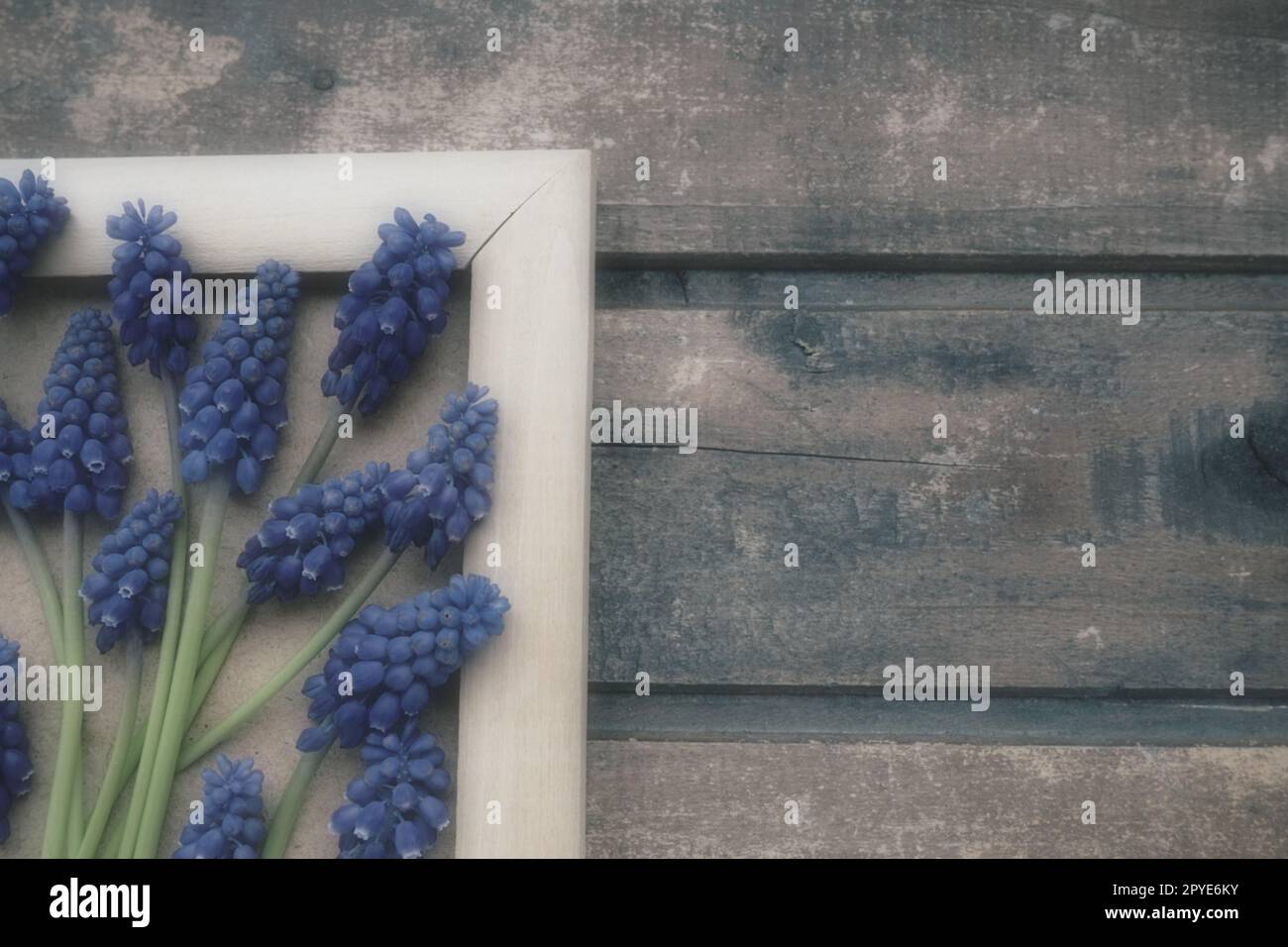 Fiori primaverili blu su una cornice fotografica in legno. Muscari armeniacum su fondo di legno. Bella cartolina, congratulazioni. Spazio di copia STILL Life Flat lay. Stile vintage retrò. Giacinto d'uva armeno. Foto Stock