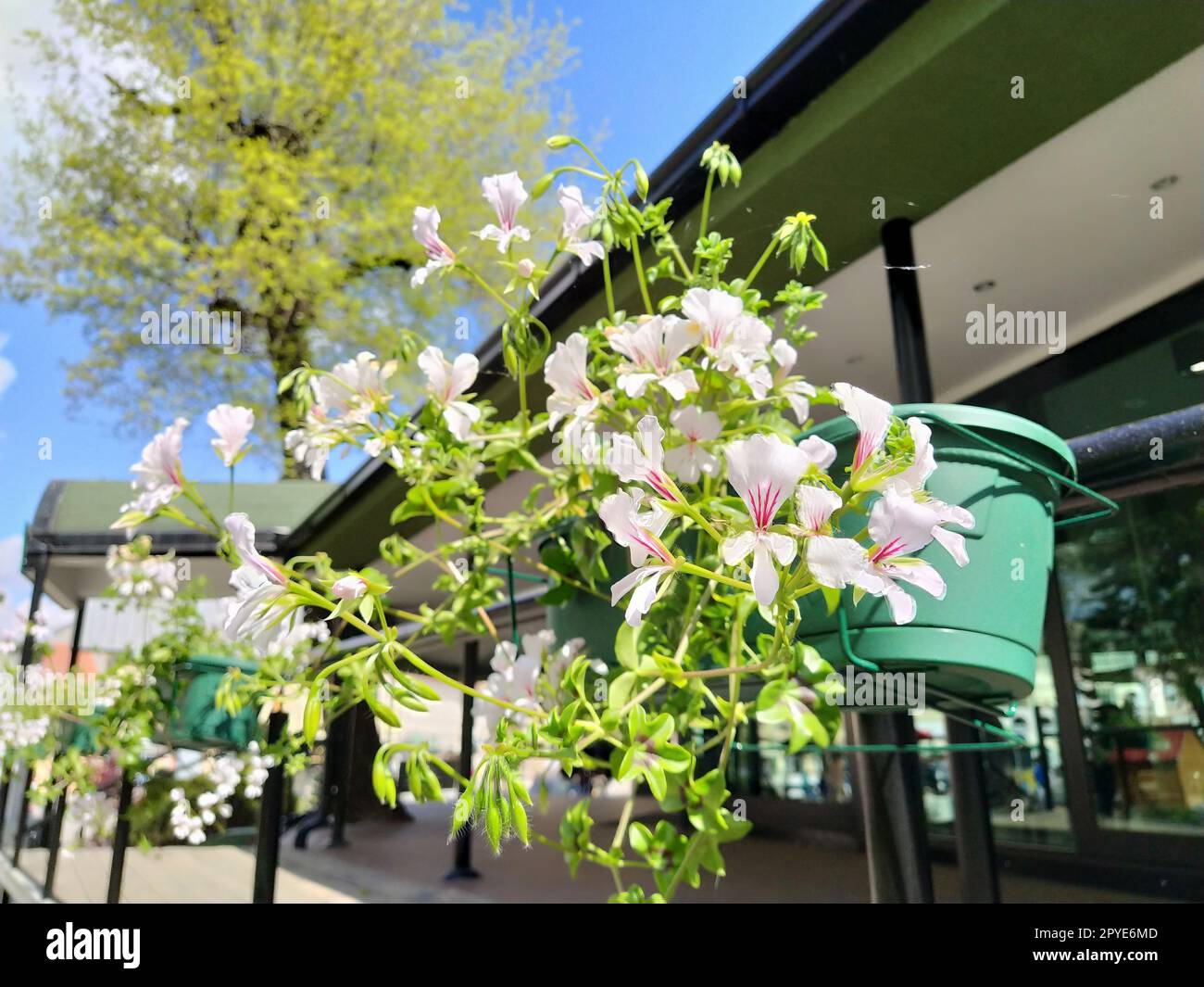 Pelargonium è un genere di piante della famiglia Geraniumaceae. Geranio ivy bianco con vene rosse su petali. Scatola di fiori. Decorazioni di balconi, finestre, facciate di case, strade, prati. Cranesbill. Foto Stock