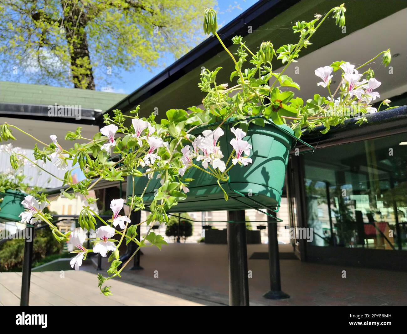 Pelargonium è un genere di piante della famiglia Geraniumaceae. Geranio ivy bianco con vene rosse su petali. Scatola di fiori. Decorazioni di balconi, finestre, facciate di case, strade, prati. Cranesbill. Foto Stock