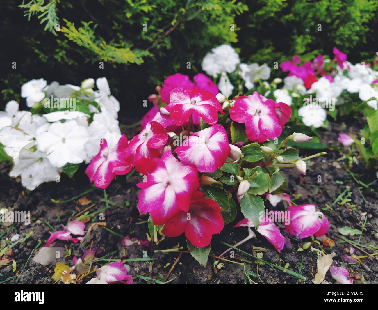 Petunia è un genere di piante erbacee o semi-arbusti perenni della famiglia delle Solanaceae. Una varietà ornamentale coltivata come un giardino annuale, Petunia hybrida, o Petunia Garden. Fiori a righe bianche e rosa Foto Stock