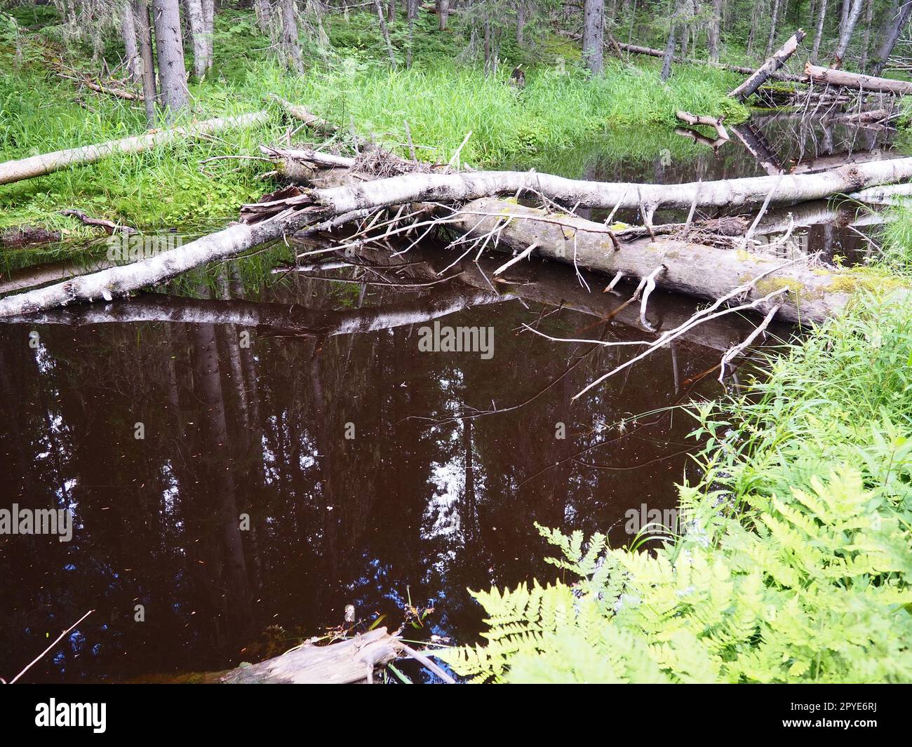 Bioma Taiga dominato da foreste di conifere. Picea abete rosso, conifere sempreverdi della famiglia dei pini Pinaceae. Russia, Carelia. Fiume della foresta Orzega. Rapide naturali di pietra, acqua ferruginosa arrugginita. Foto Stock