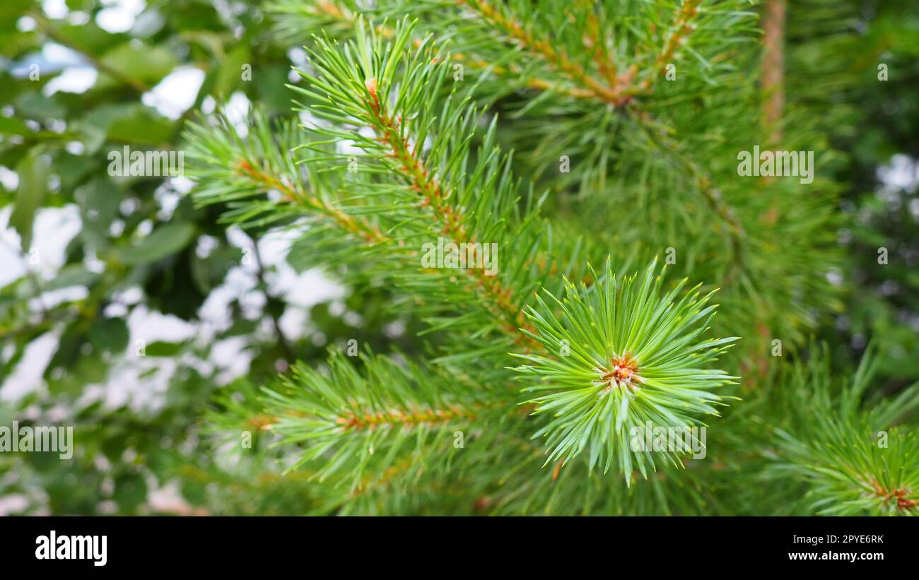 Il pino si ramifica all'ora d'oro di sera. Pinus Pine, un genere di conifere e arbusti della famiglia dei pini Pinaceae. Taiga faunistica della Carelia in estate. Foto Stock